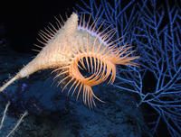 La biodiversidad del Mediterráneo