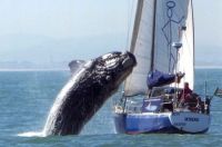 ballena franca austral (Eubalaena australis)