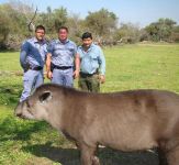 Tapir (Tapirus terrestris)