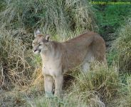 puma (Puma Concolor) - Norberto Nigro