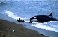 Orca en Patagonia