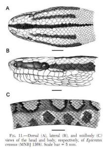 Epicrates crassus