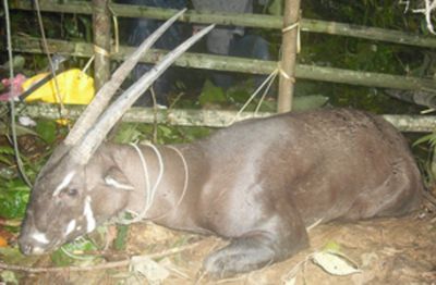 Antílope Saola