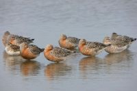 playero rojizo (Calidris canutus)