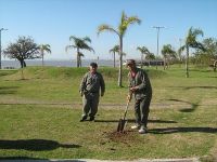 plantación de especies nativas