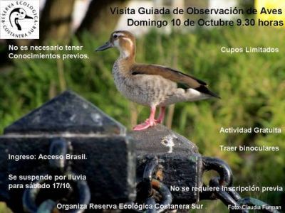 Observación de aves en Costanera Sur