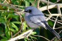 tacuarita azul (Polioptila dumicola)