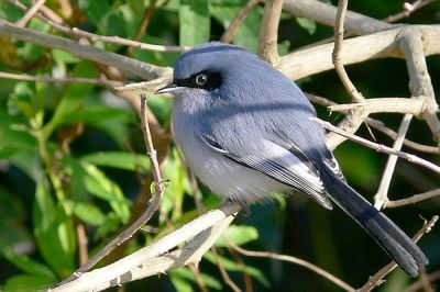 tacuarita azul (Polioptila dumicola)