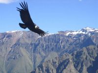 condor andino (Vultur gryphus)