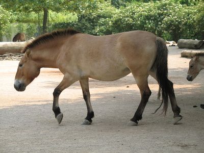 Caballo Equus ferus przewalskii