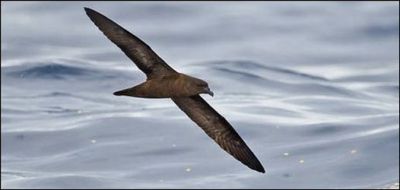 Petrel de Fiji (Pseudobulweria mcgillvaryi)