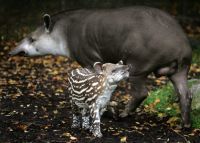 Tapir con cría (Tapirus terrestris)