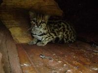 margay