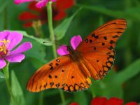 Mariposa de Argentina