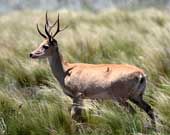 Venado de las pampas (Ozotoceros bezoarticus)