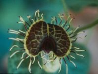 Aristolochia fimbriata