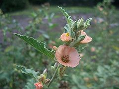 Malva blanca (Spharalcea bonariensis)