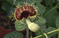 Aristolochia_fimbriata