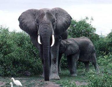 elefante africano