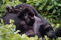 gorilas de montaña Foto Martin Harvey WWF