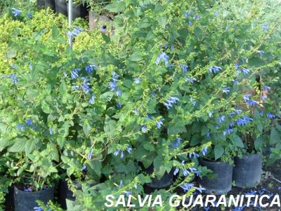 salvia guaranitica