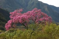 naturaleza argentina