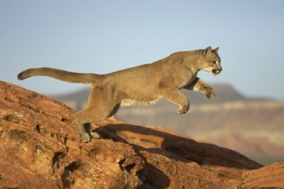 puma (Puma concolor)