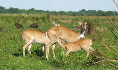 venado de las pampas