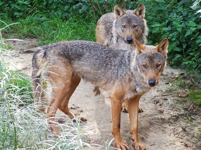 Canis lupus signatus