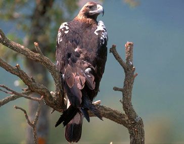 águila imperial ibérica