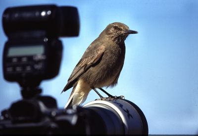 Curso: Arte y Técnica de la Fotografía de Aves en Libertad