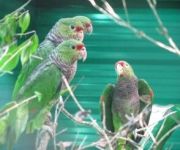 loro vinoso (Amazona vinacea)