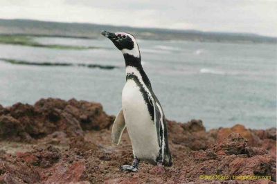 Pinguino magallanico o patagónico